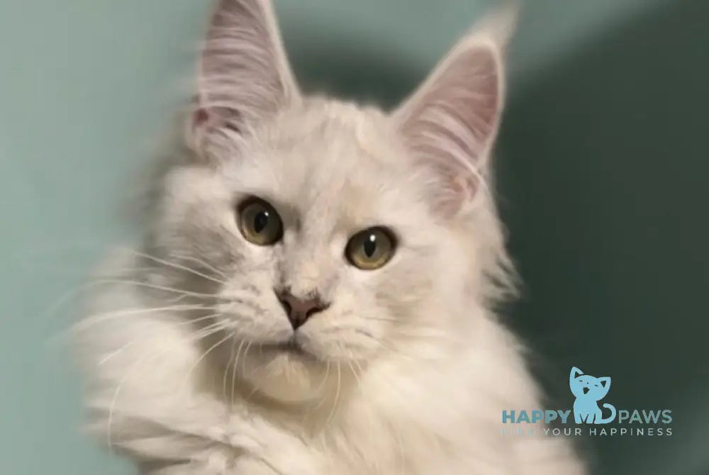 Darius Maine Coon male blue silver shaded live animals