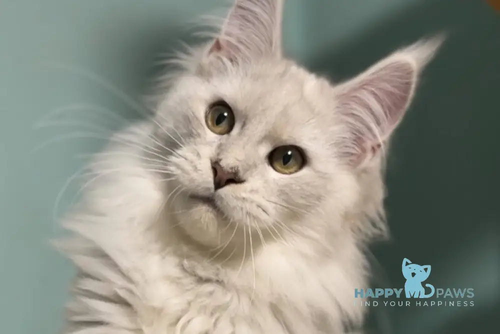 Darius Maine Coon male blue silver shaded live animals