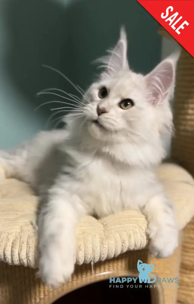 Darius Maine Coon male blue silver shaded live animals