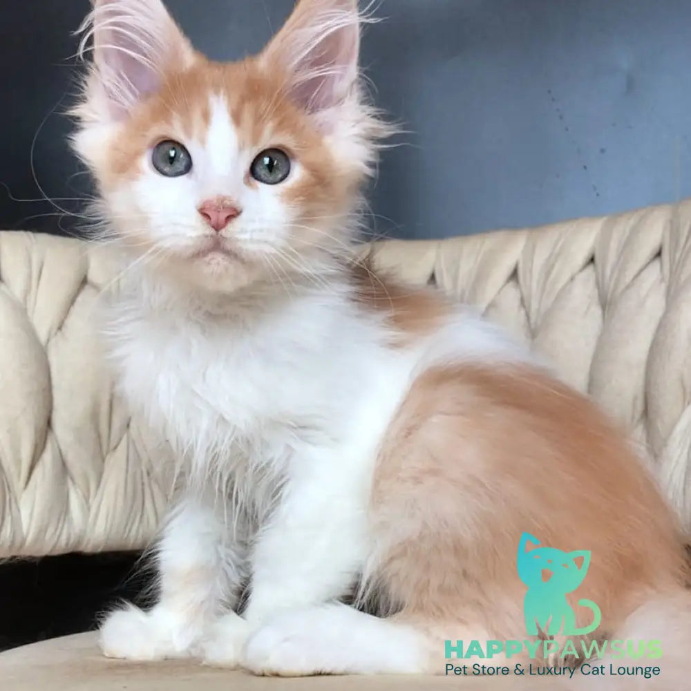 Darius Maine Coon male red tabby bicolour - live animals