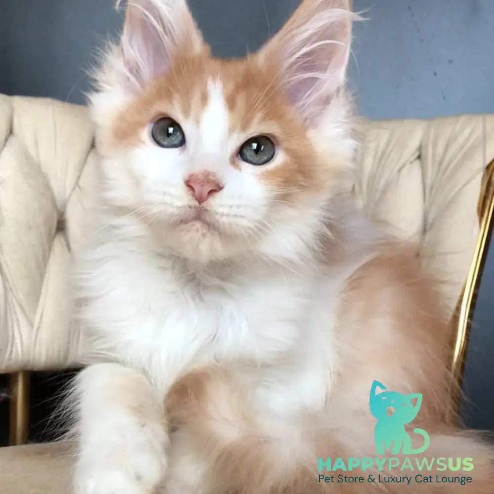 Darius Maine Coon male red tabby bicolour - live animals
