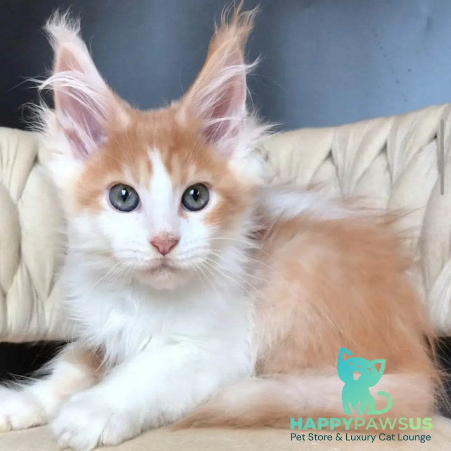 Darius Maine Coon male red tabby bicolour - live animals
