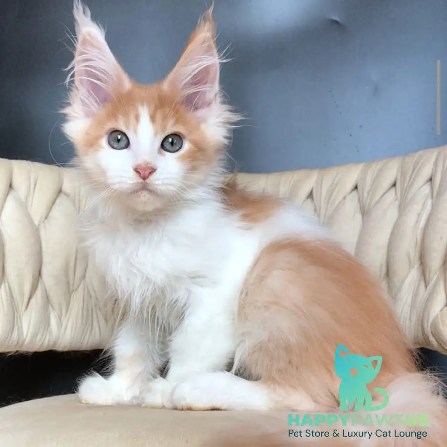 Darius Maine Coon male red tabby bicolour - live animals