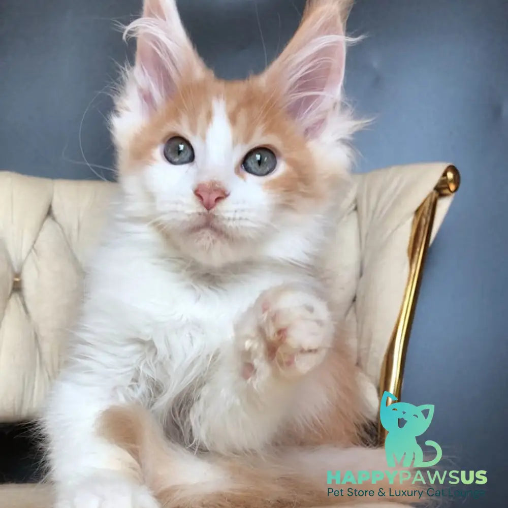 Darius Maine Coon male red tabby bicolour - live animals