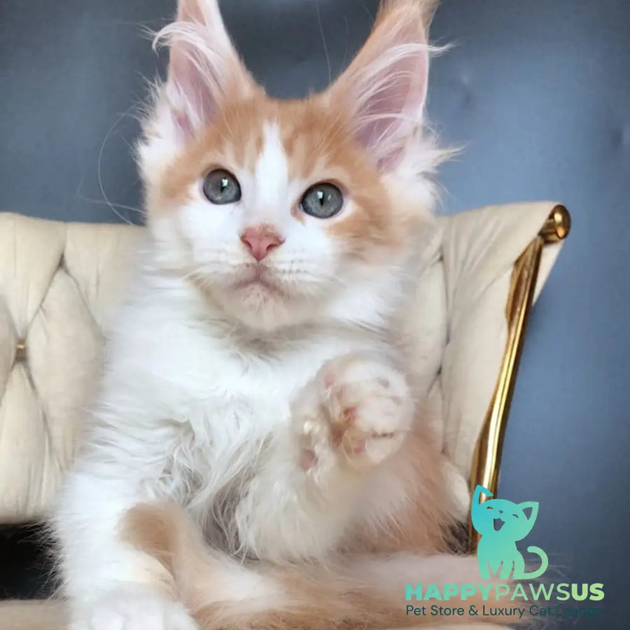 Darius Maine Coon male red tabby bicolour - live animals