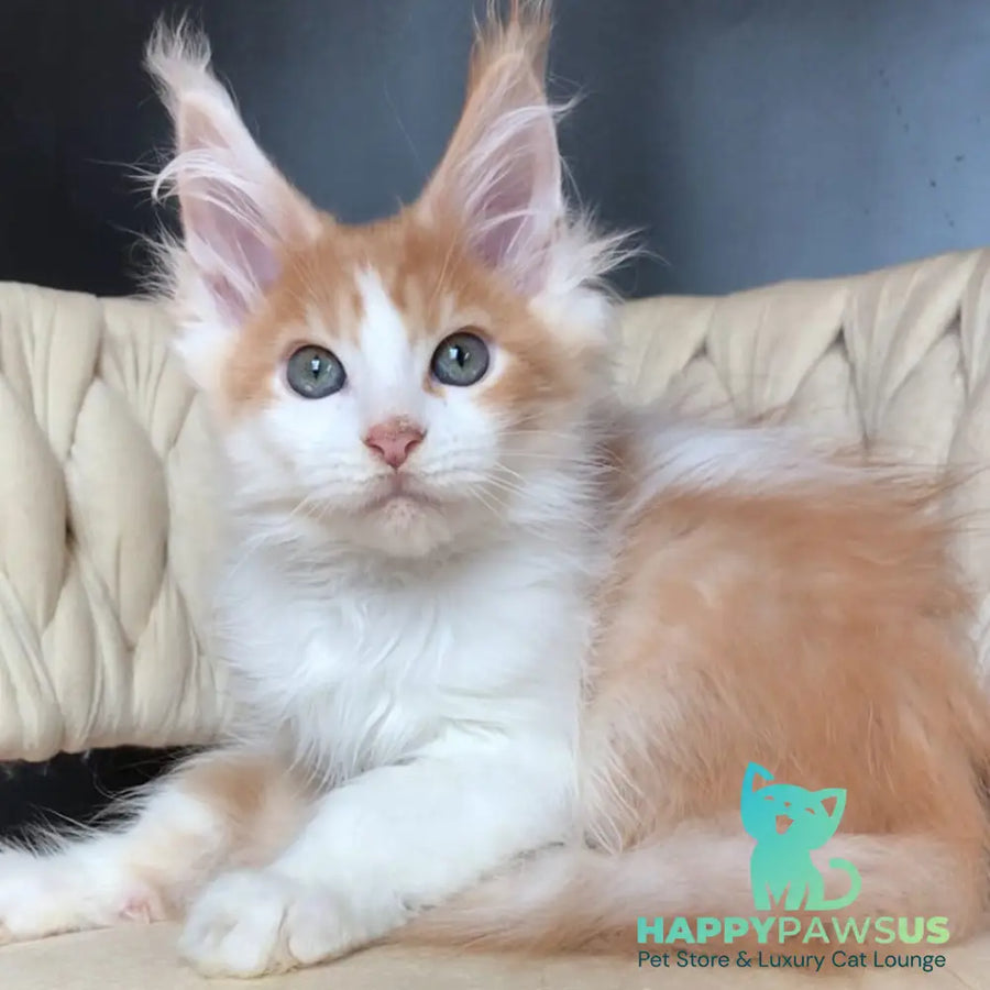 Darius Maine Coon male red tabby bicolour - live animals