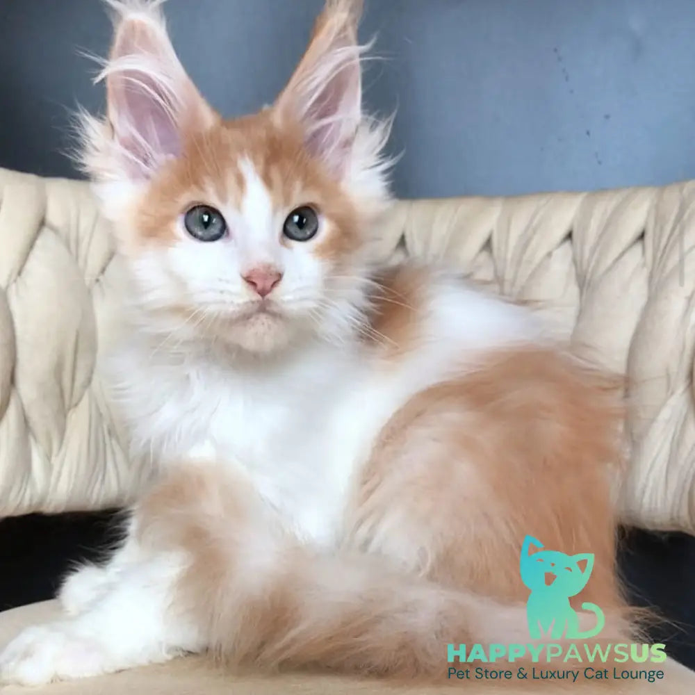 Darius Maine Coon male red tabby bicolour - live animals