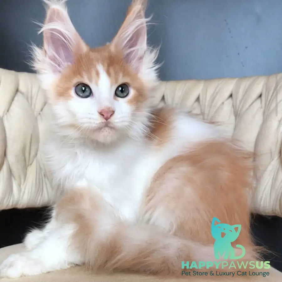 Darius Maine Coon male red tabby bicolour - live animals