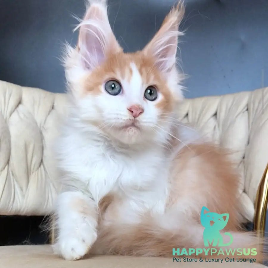 Darius Maine Coon male red tabby bicolour - live animals