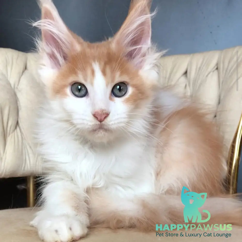 Darius Maine Coon male red tabby bicolour - live animals