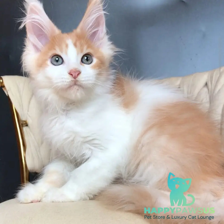 Darius Maine Coon male red tabby bicolour - live animals
