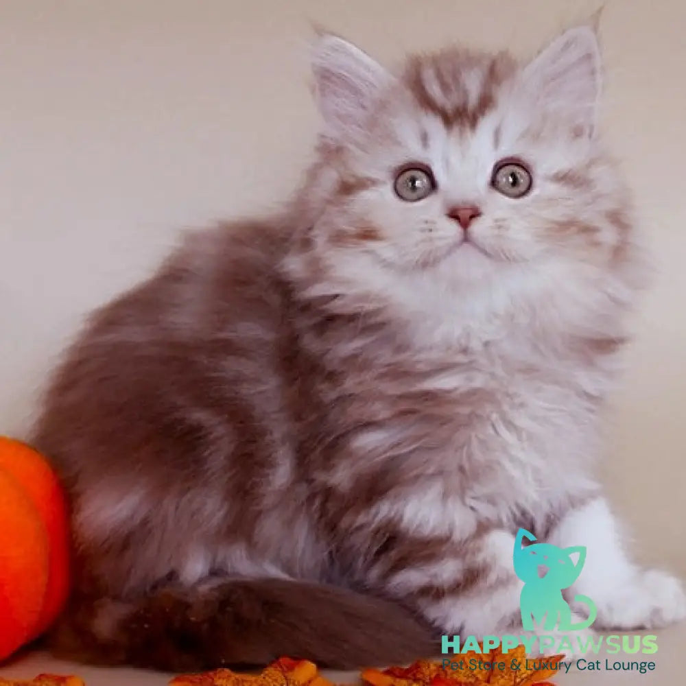 Darius Scottish Straight male cinnamon silver tabby - live animals