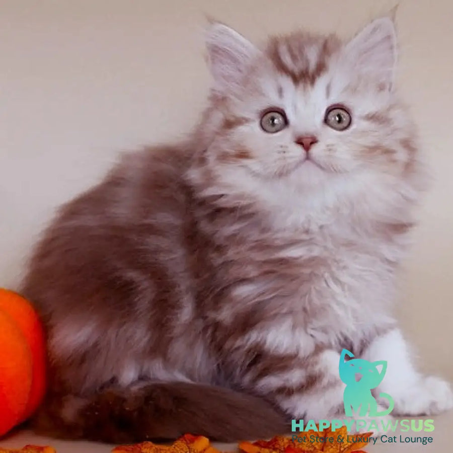 Darius Scottish Straight male cinnamon silver tabby - live animals