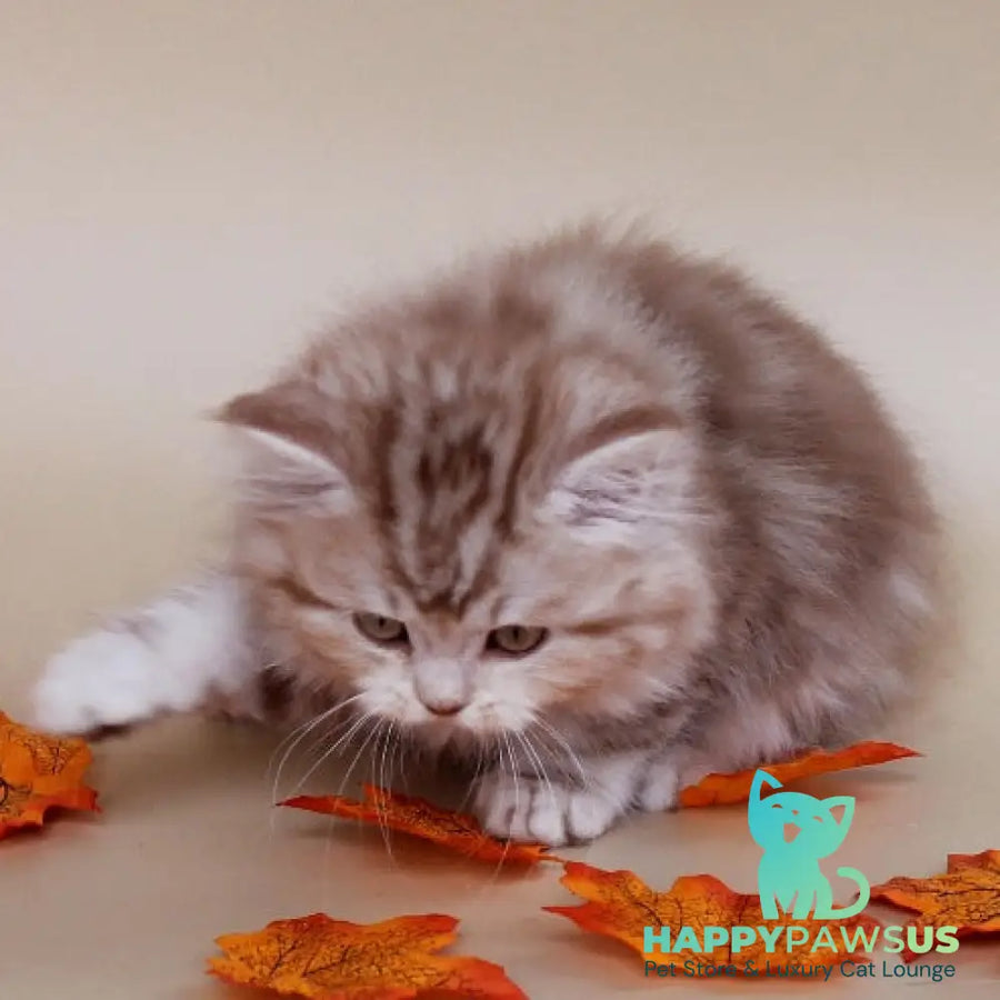 Darius Scottish Straight male cinnamon silver tabby - live animals