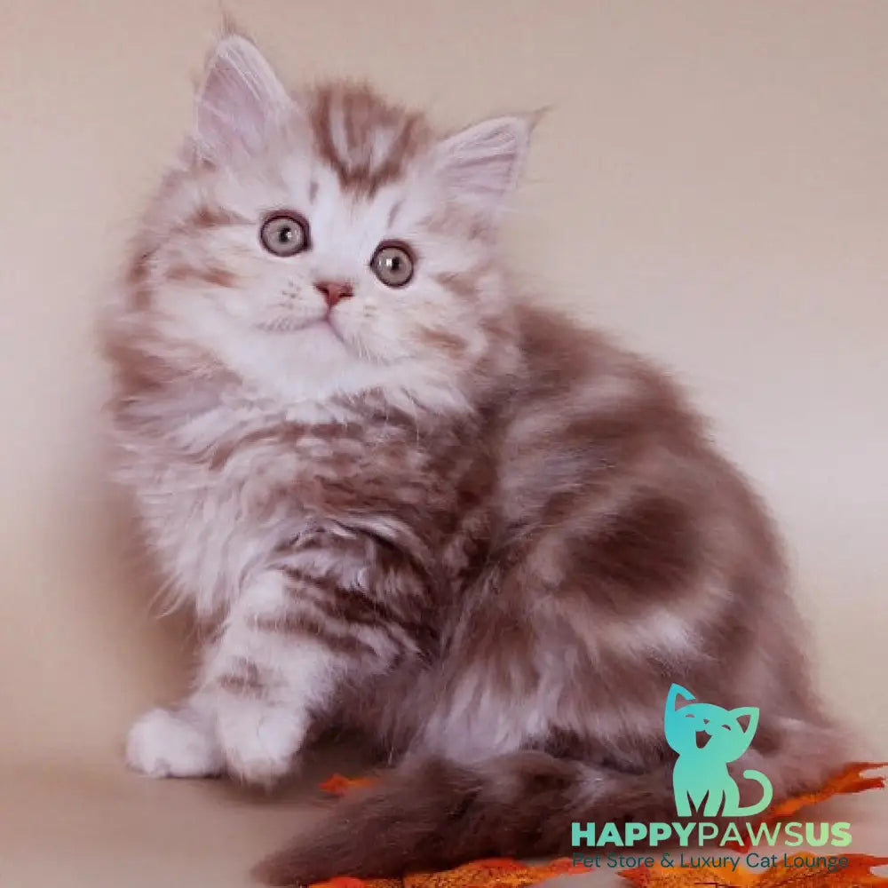 Darius Scottish Straight male cinnamon silver tabby - live animals