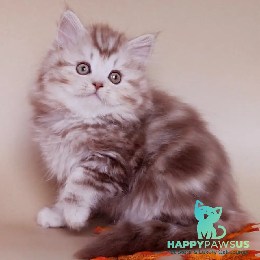 Darius Scottish Straight male cinnamon silver tabby - live animals