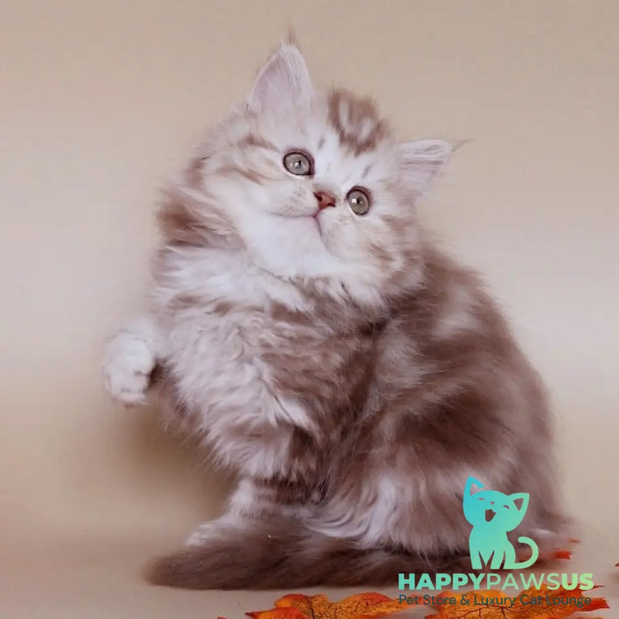 Darius Scottish Straight male cinnamon silver tabby - live animals
