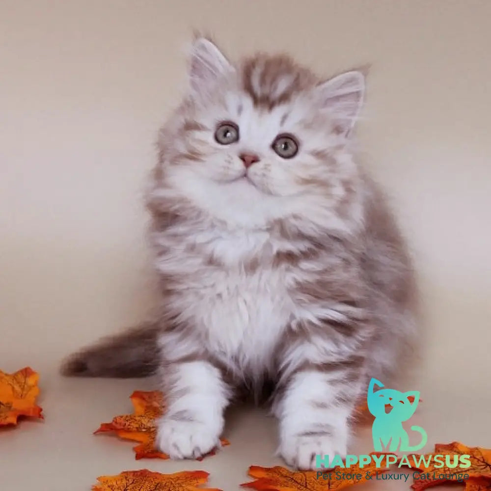 Darius Scottish Straight male cinnamon silver tabby - live animals