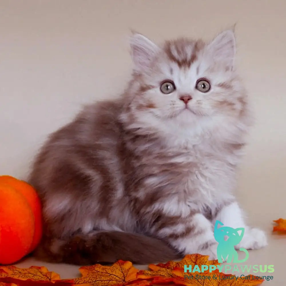 Darius Scottish Straight male cinnamon silver tabby - live animals