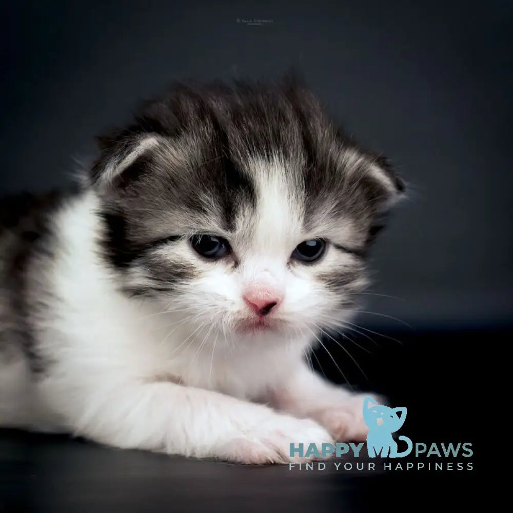 Dariy Siberian male black tabby bicolour live animals