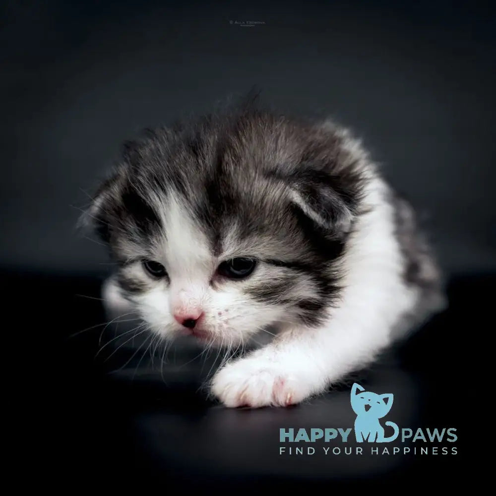 Dariy Siberian male black tabby bicolour live animals