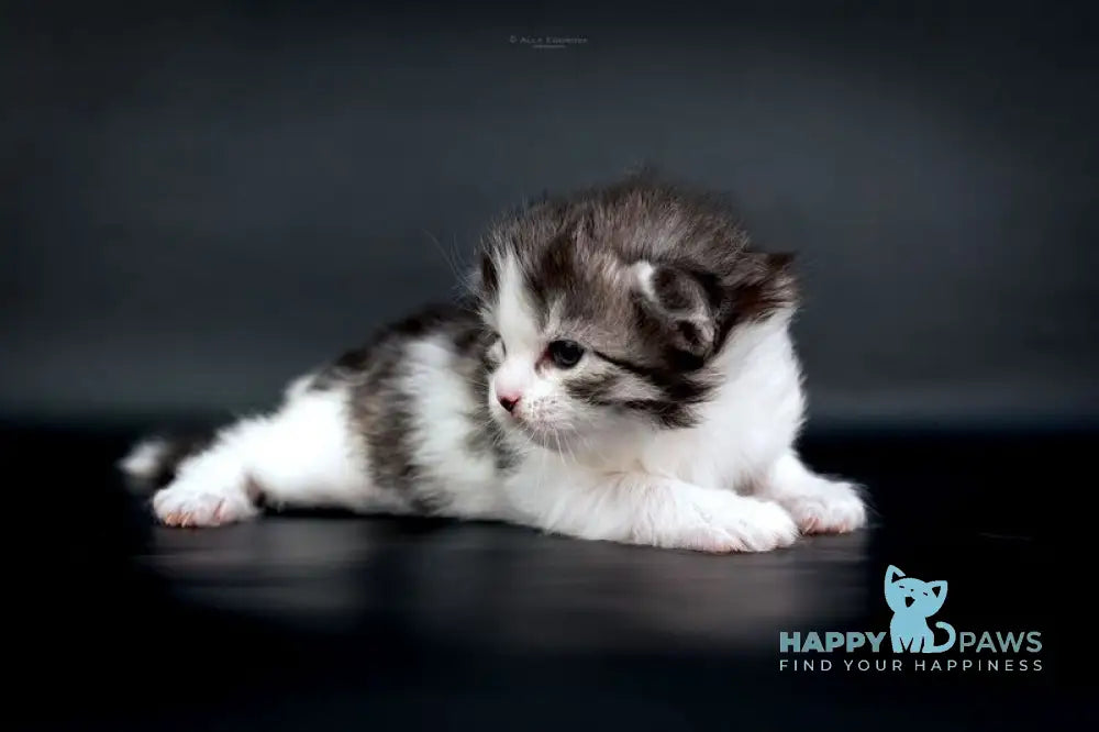 Dariy Siberian male black tabby bicolour live animals