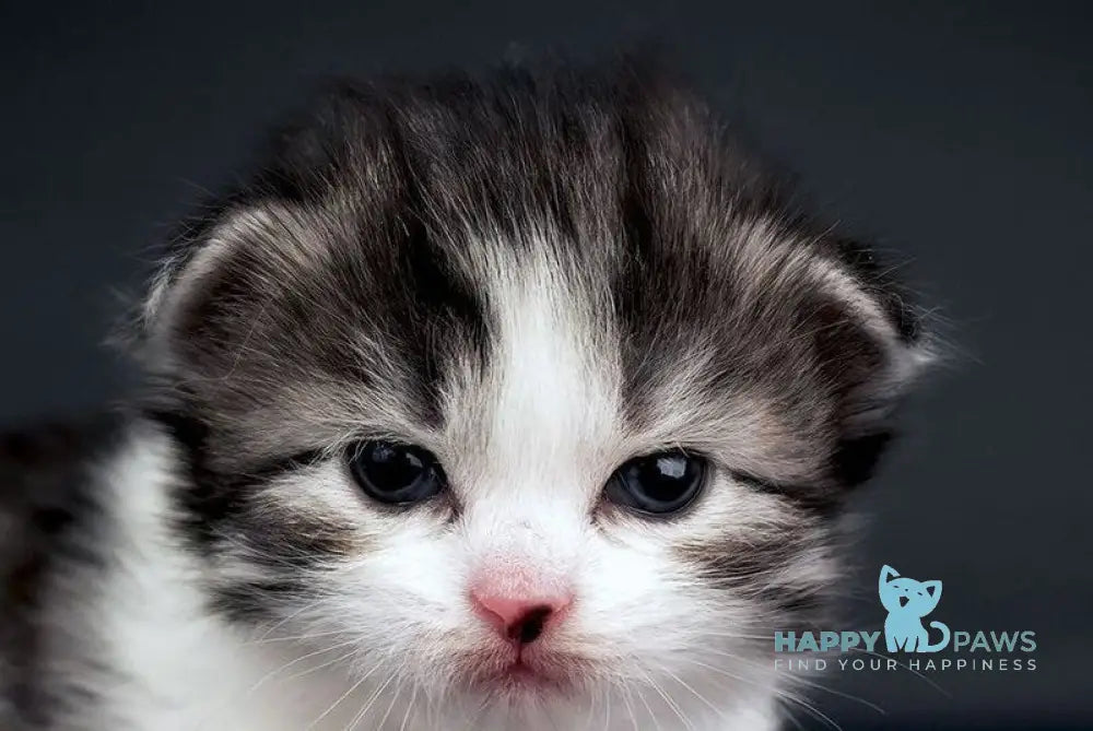 Dariy Siberian male black tabby bicolour live animals