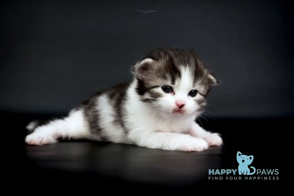 Dariy Siberian male black tabby bicolour live animals