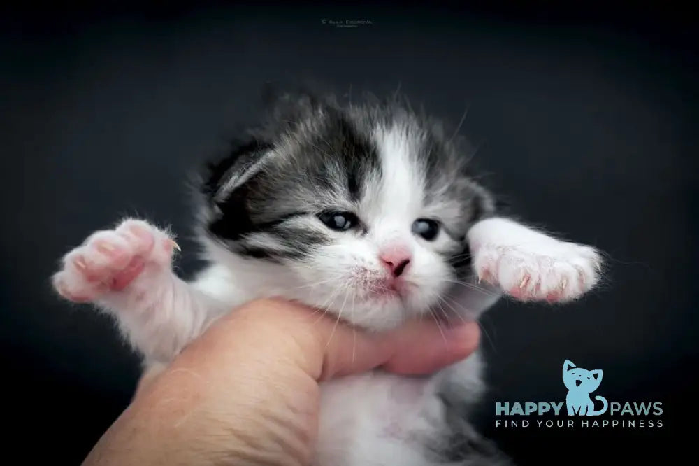 Dariy Siberian male black tabby bicolour live animals