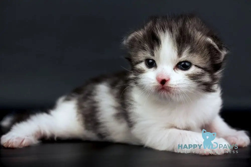 Dariy Siberian male black tabby bicolour live animals