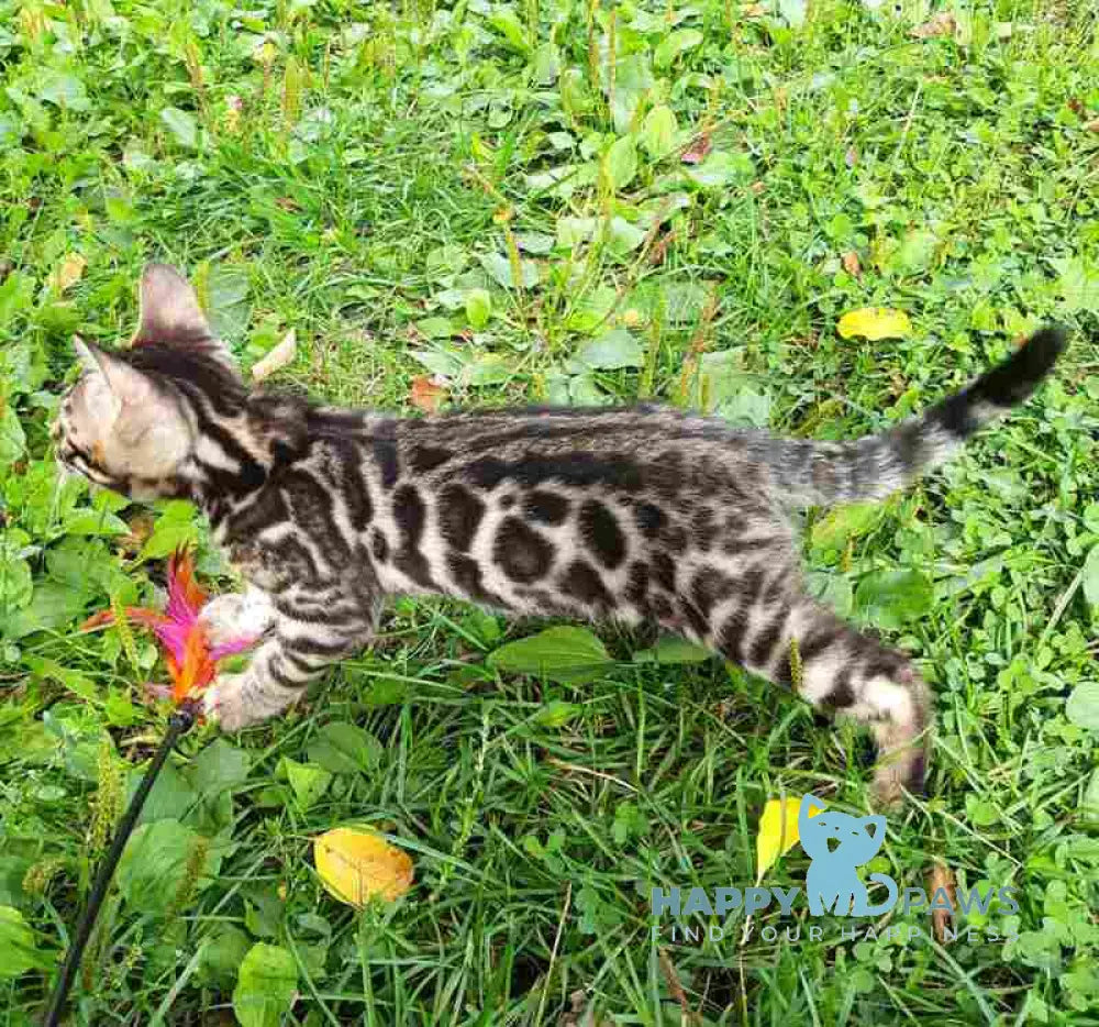 Dark Bengal female black spotted tabby live animals