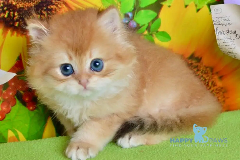 Dark British Longhair male black golden shaded live animals