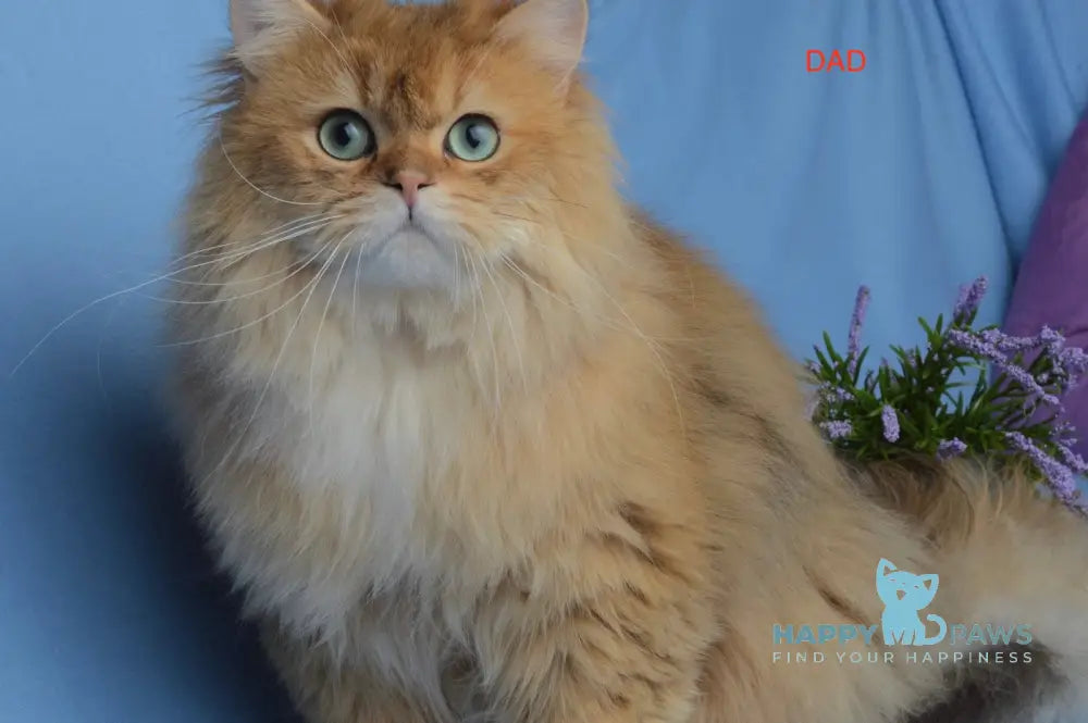 Dark British Longhair male black golden shaded live animals