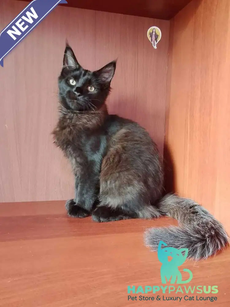 Dark Maine Coon male black - live animals