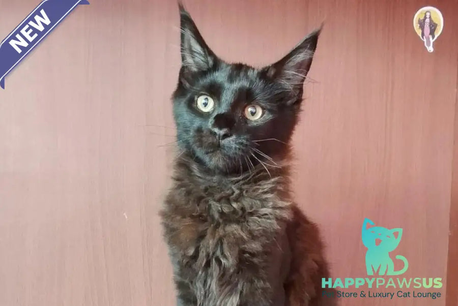 Dark Maine Coon male black - live animals