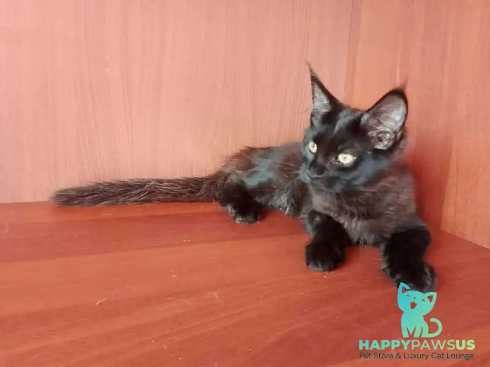 Dark Maine Coon male black - live animals