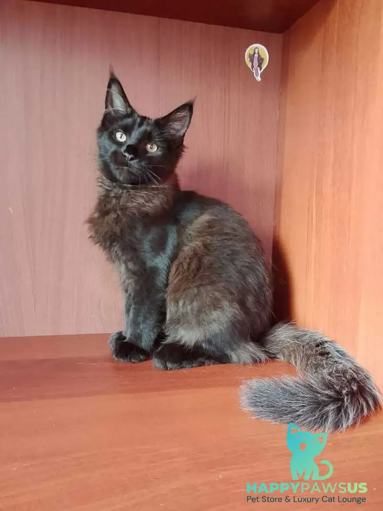 Dark Maine Coon male black - live animals