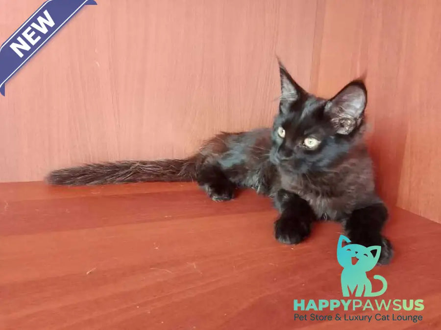 Dark Maine Coon male black - live animals
