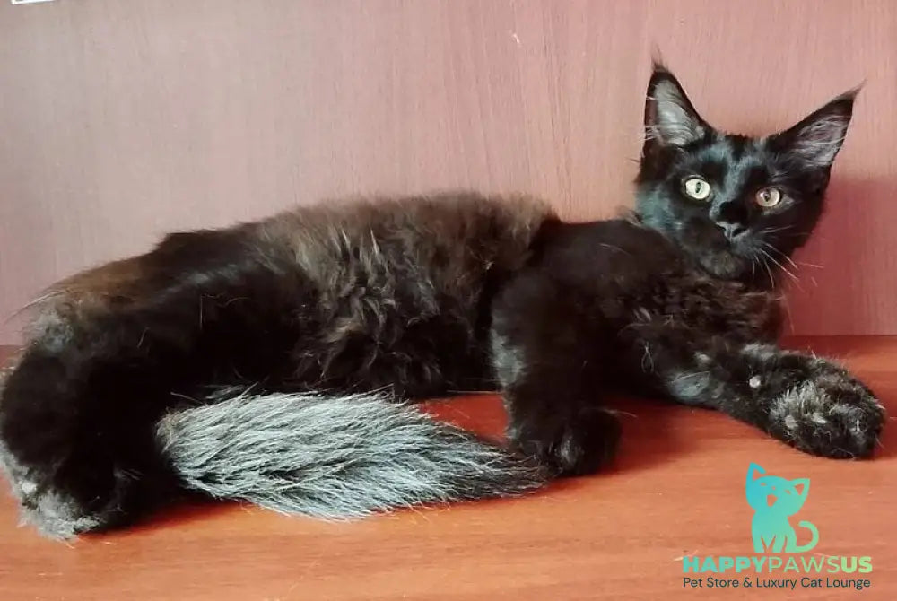 Dark Maine Coon male black - live animals