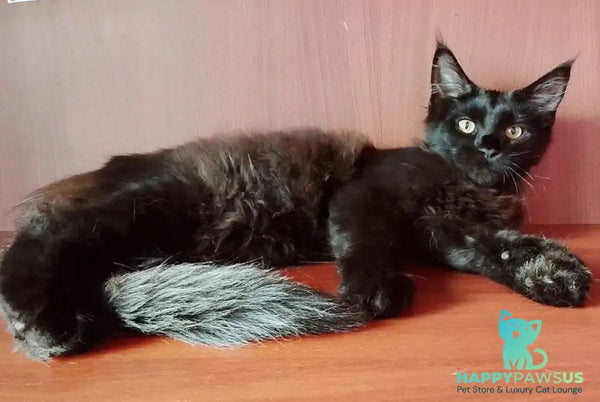 Dark Maine Coon male black - live animals