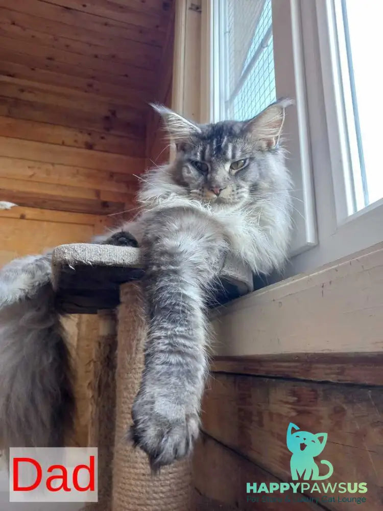 Dark Maine Coon male black - live animals