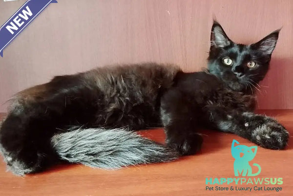 Dark Maine Coon male black - live animals