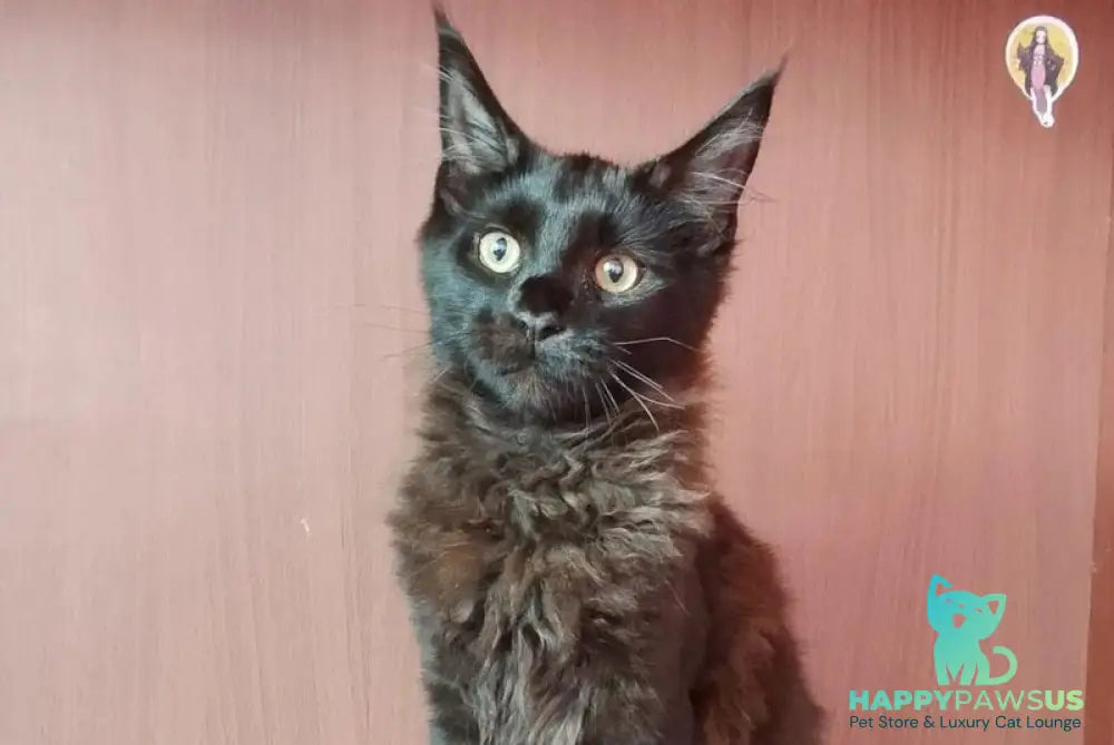 Dark Maine Coon male black - live animals