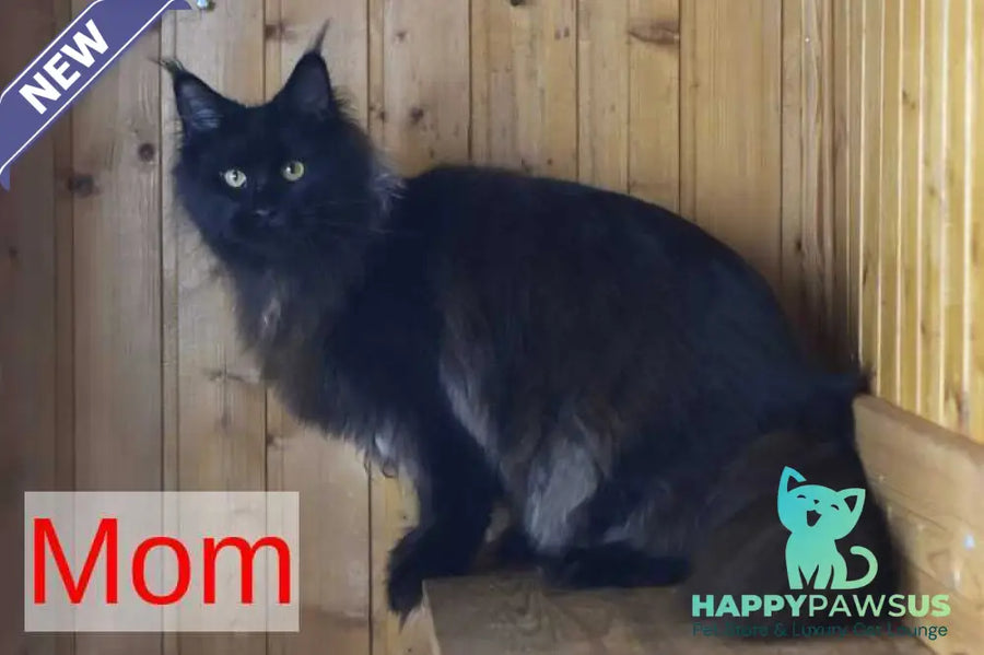 Dark Maine Coon male black - live animals