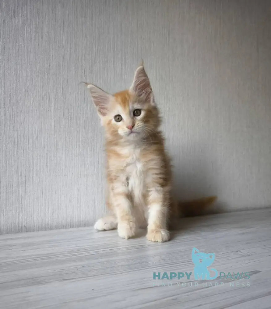 Dark Maine Coon male red silver tabby live animals