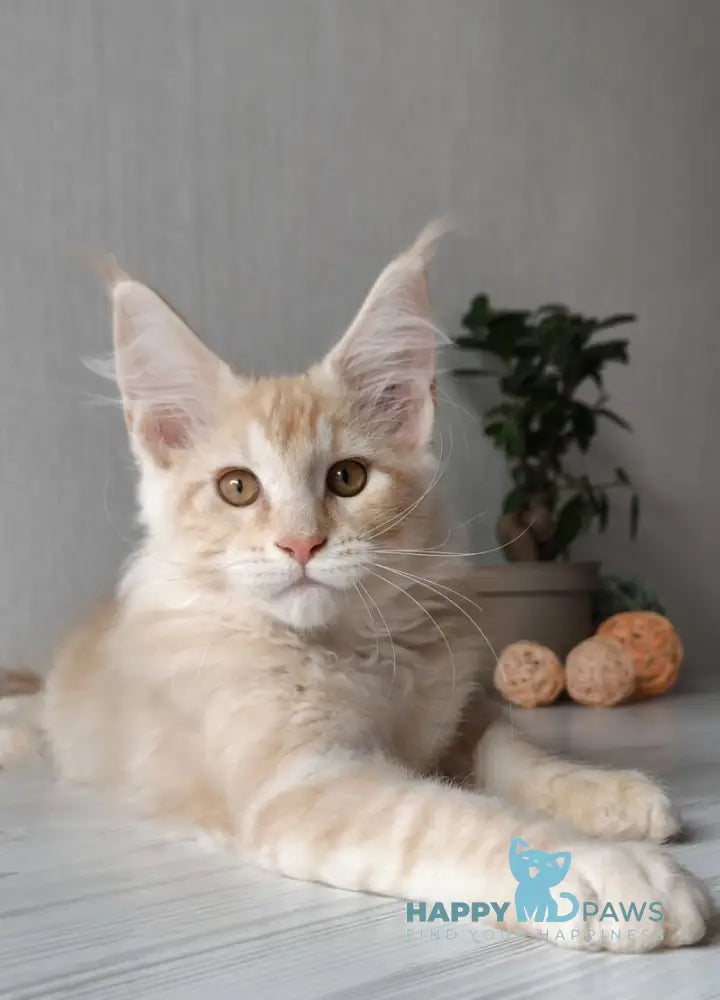 Dark Maine Coon male red silver tabby live animals