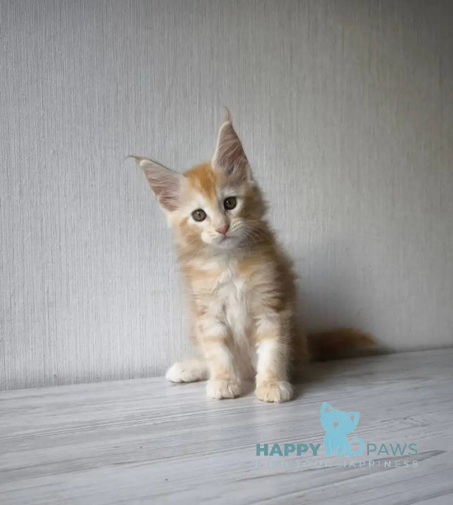 Dark Maine Coon male red silver tabby live animals