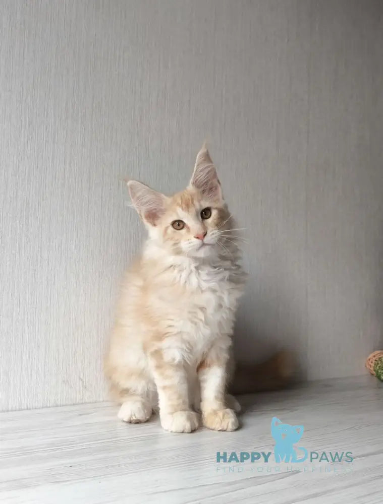 Dark Maine Coon male red silver tabby live animals