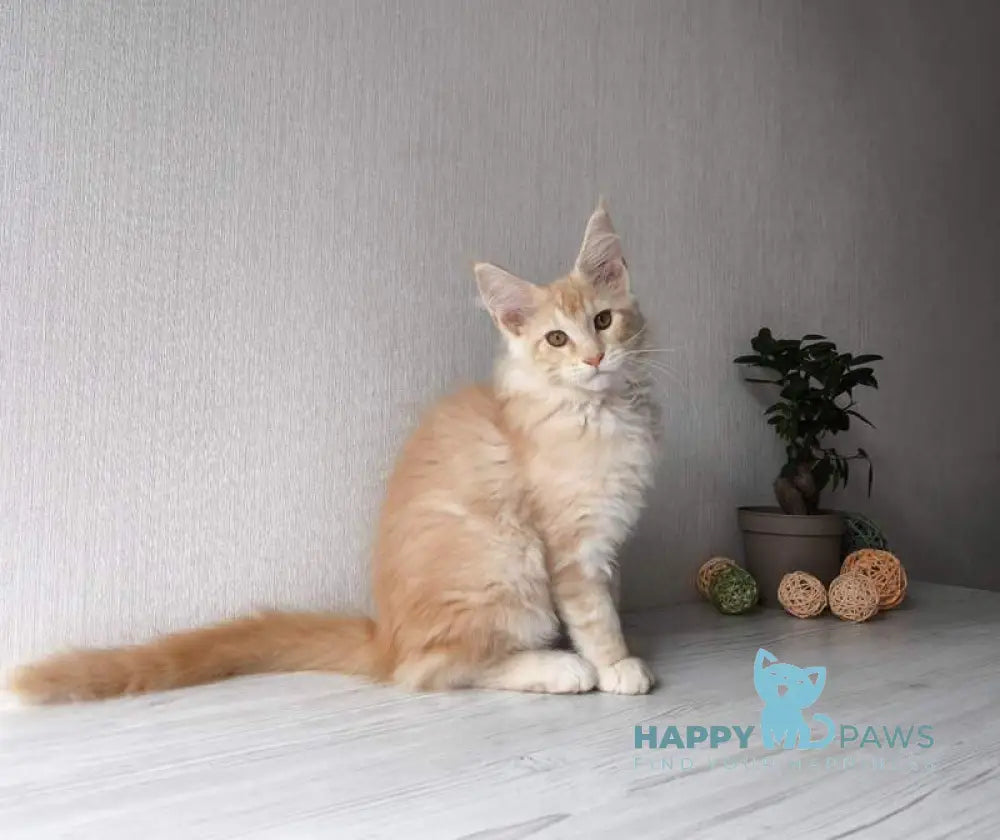 Dark Maine Coon male red silver tabby live animals
