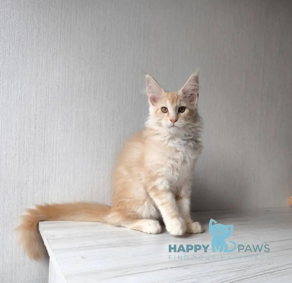 Dark Maine Coon male red silver tabby live animals